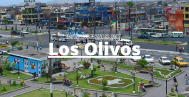 Mudanzas en los olivos